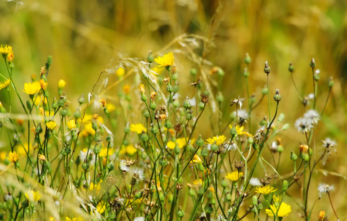 Photo wallpaper flower, yellow, meadow