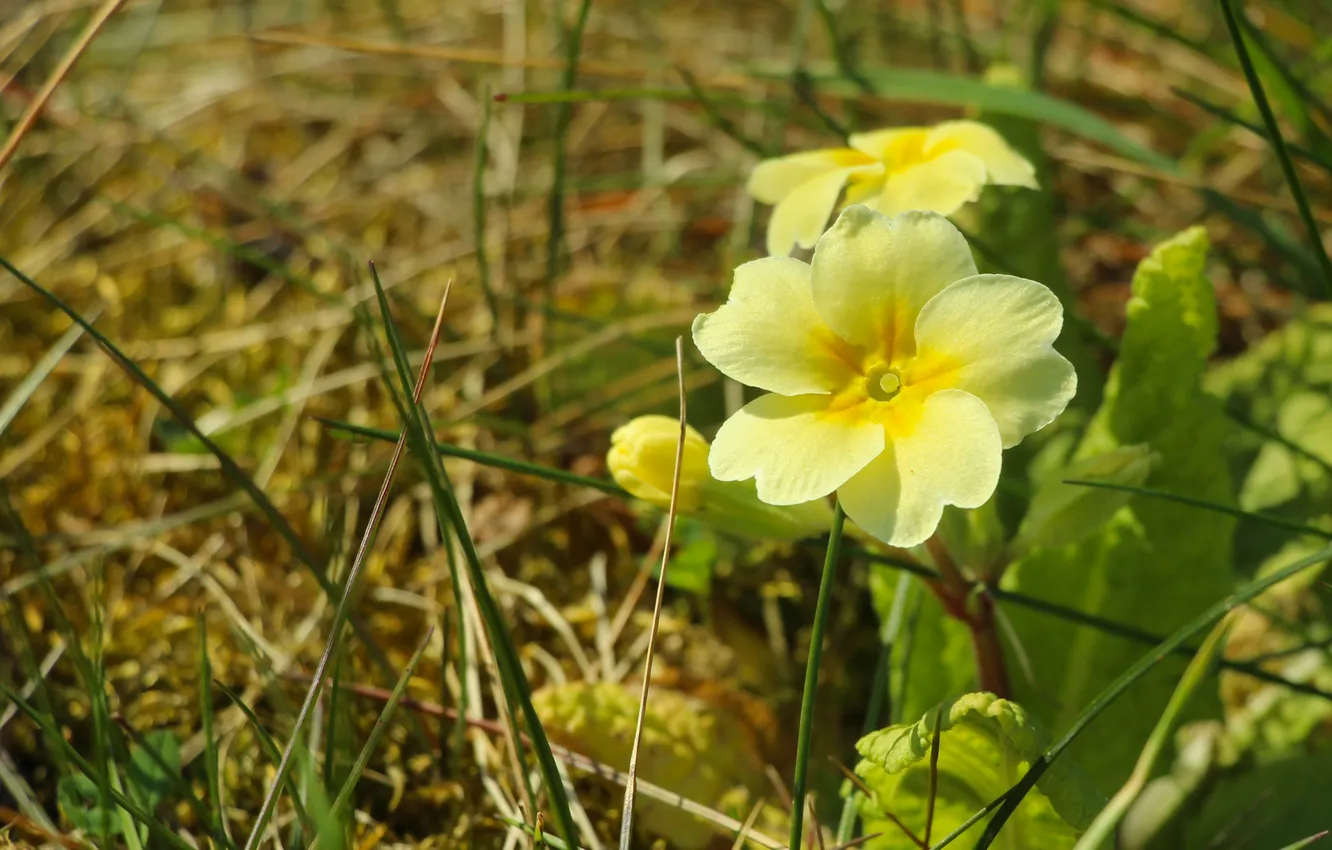 Photo wallpaper flower, yellow, spring, blooming