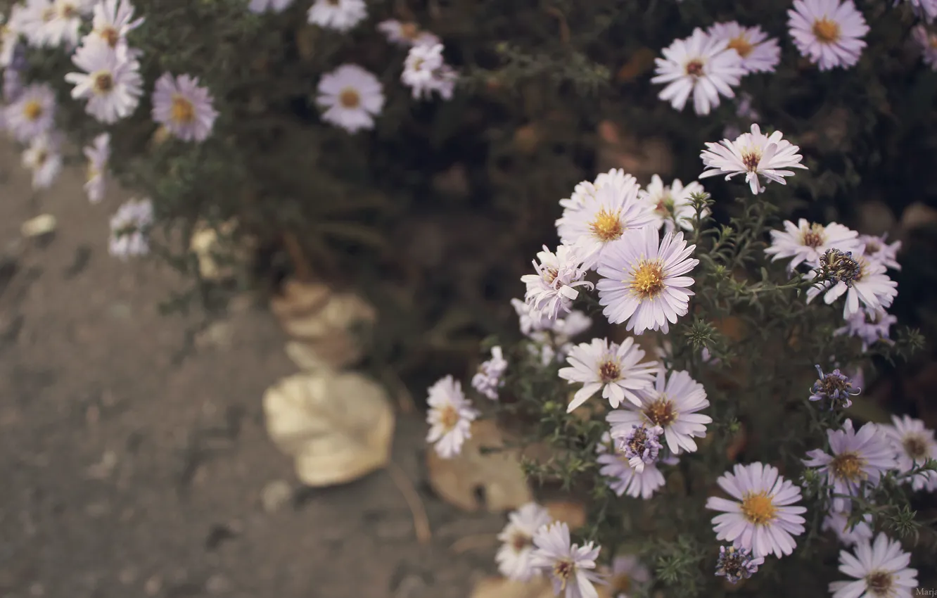 Photo wallpaper autumn, asphalt, leaves, flowers, photo