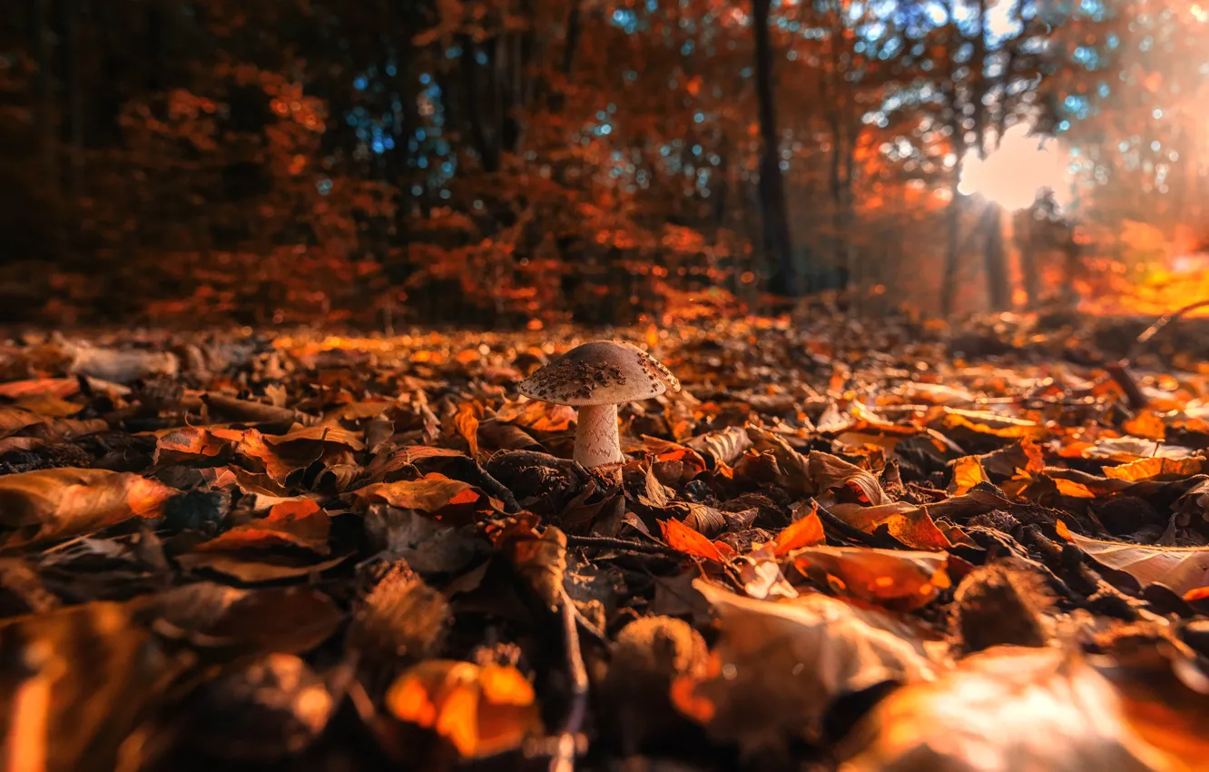 Photo wallpaper autumn, forest, leaves, light, glade, foliage, mushrooms, mushroom