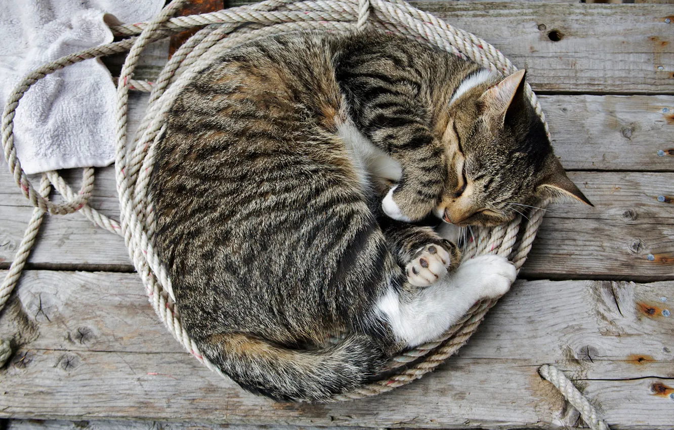 Photo wallpaper cat, Wallpaper, sleep