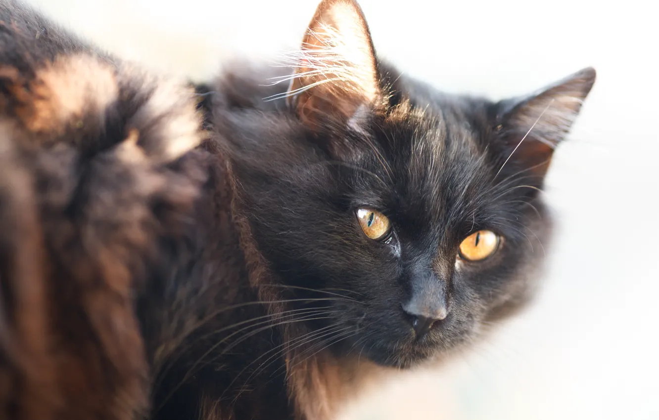 Photo wallpaper cat, cat, look, black, portrait