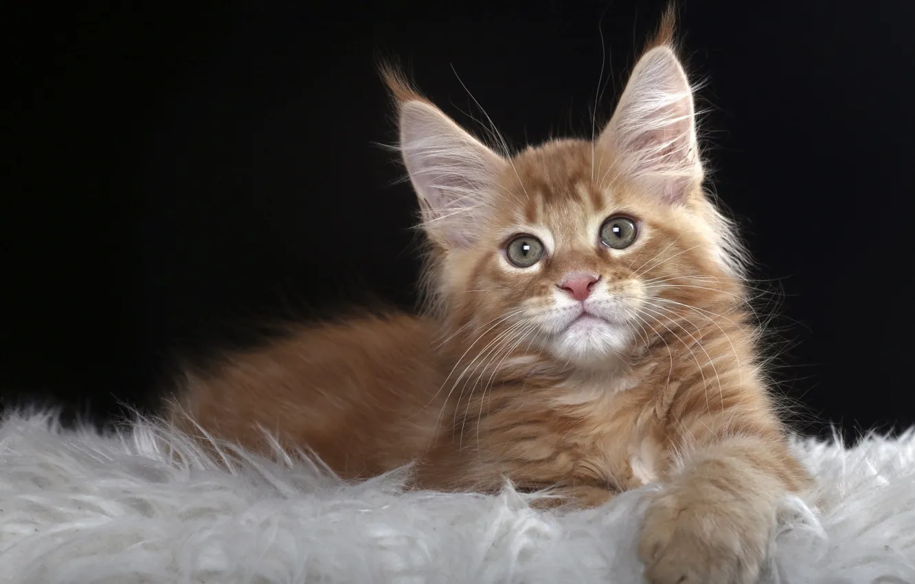 Photo wallpaper cat, look, red, kitty, Maine Coon