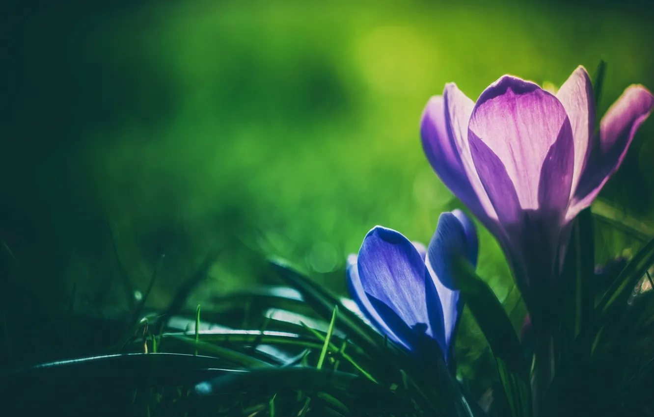 Photo wallpaper macro, crocuses, saffron