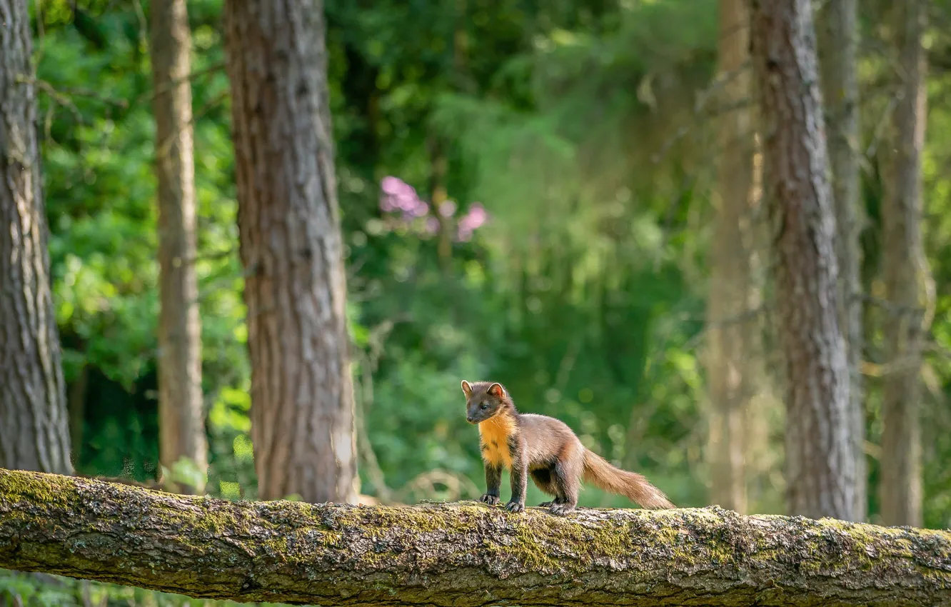 Photo wallpaper forest, log, marten