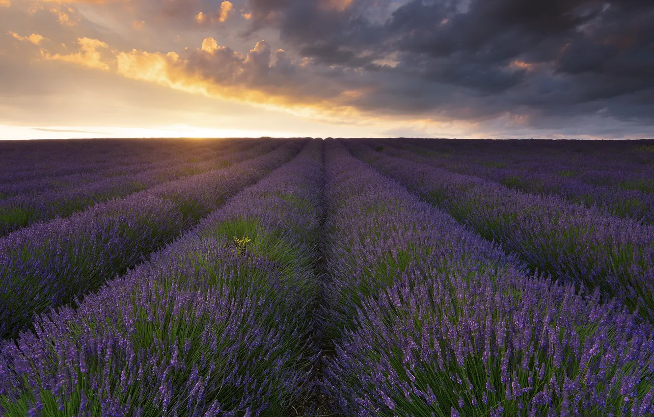 Photo wallpaper the sky, flowers, lavender, plantation, lavender field