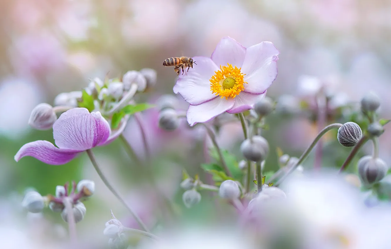 Photo wallpaper summer, macro, flowers, bee, background, blur, insect, pink