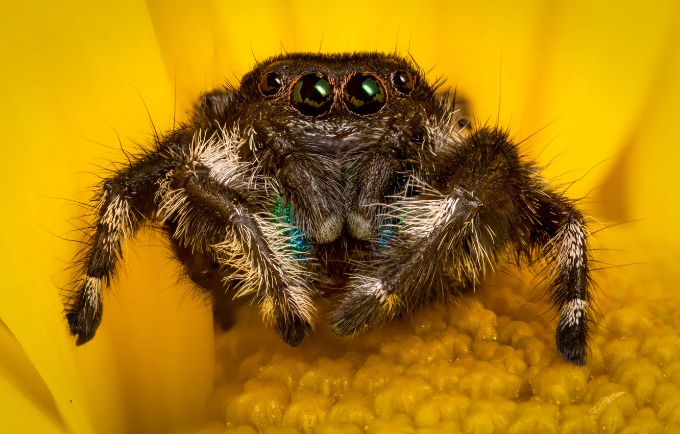 Photo wallpaper flower, look, macro, yellow, spider, jumper, spider, jumping spider