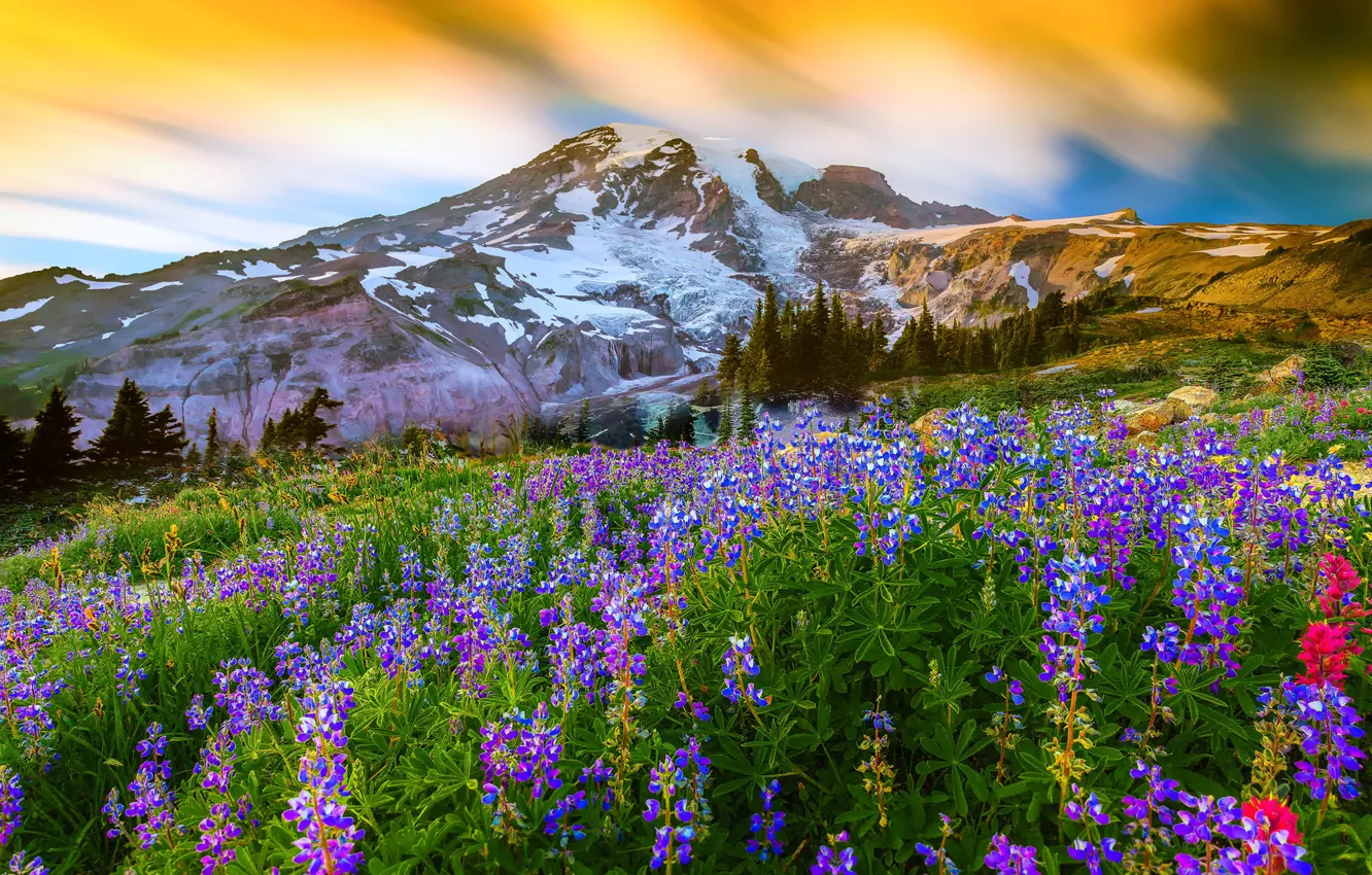 Photo wallpaper grass, flowers, nature, mountain, the volcano, top, Washington, USA