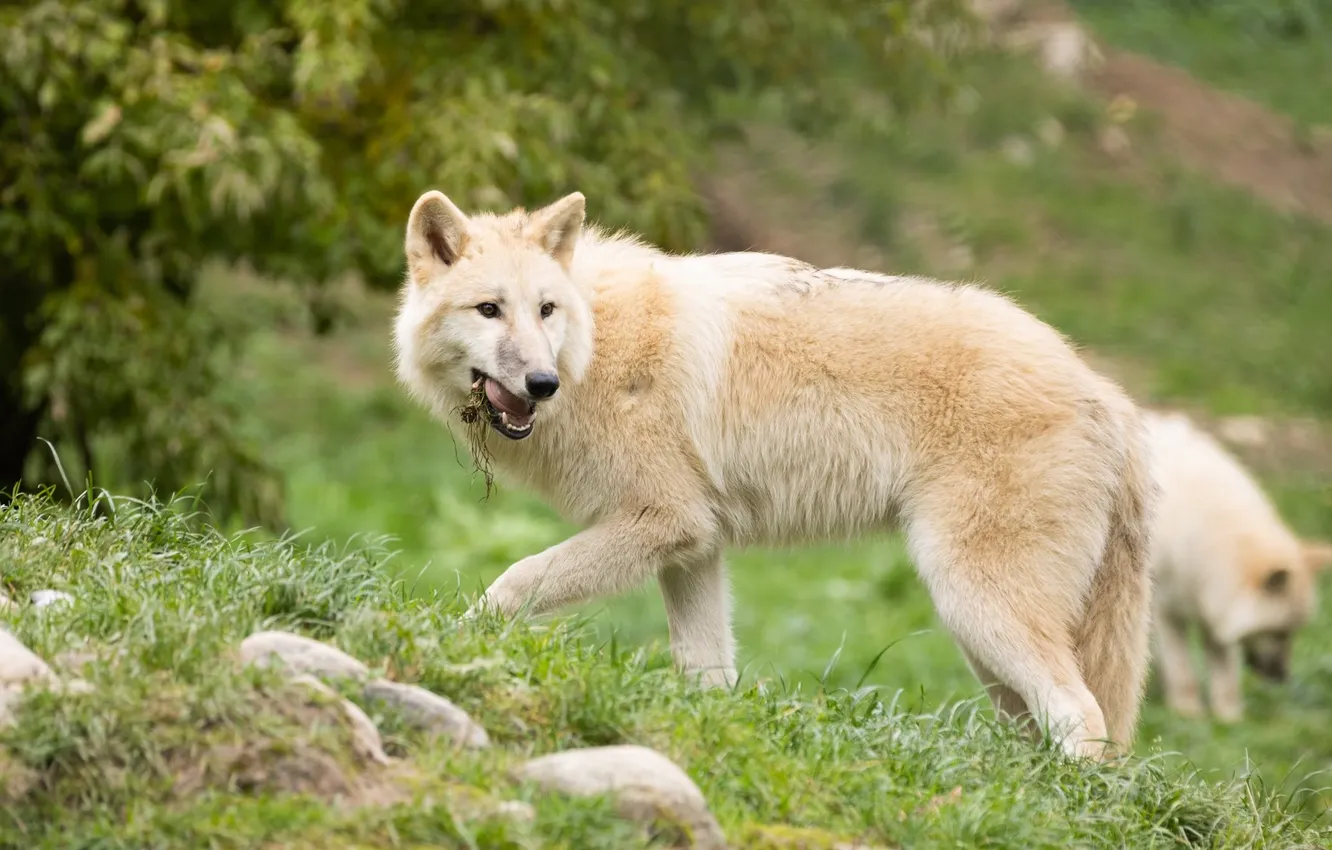 Photo wallpaper Predator, nature, animal, wolf, wildlife, portrait, portrait., Canis lupus. face