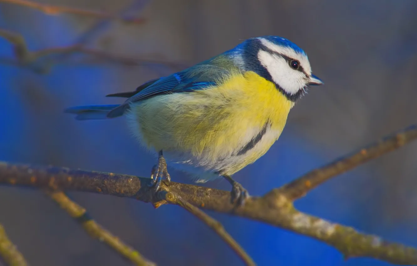 Photo wallpaper macro, branches, bird, common blue tit