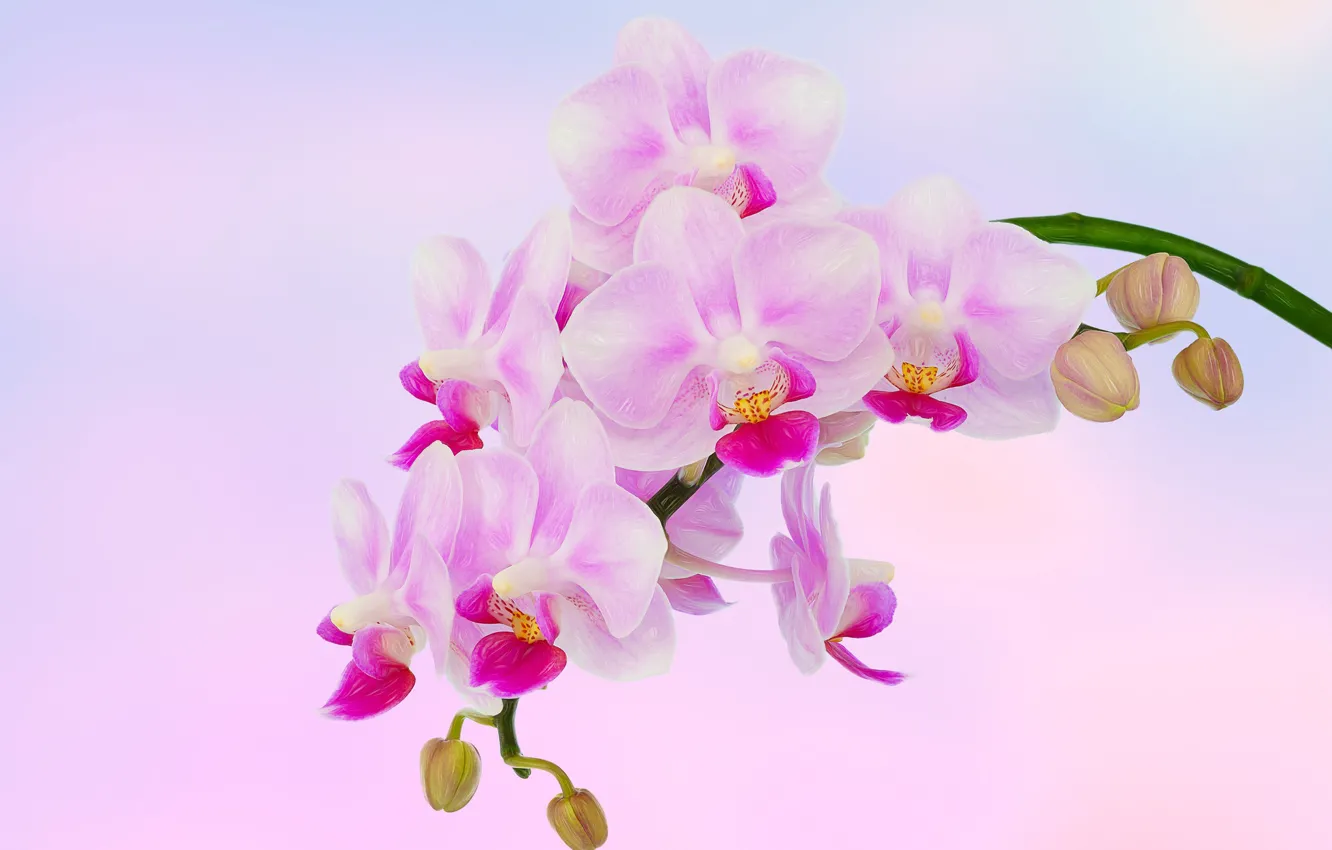Photo wallpaper branch, exotic, Orchid