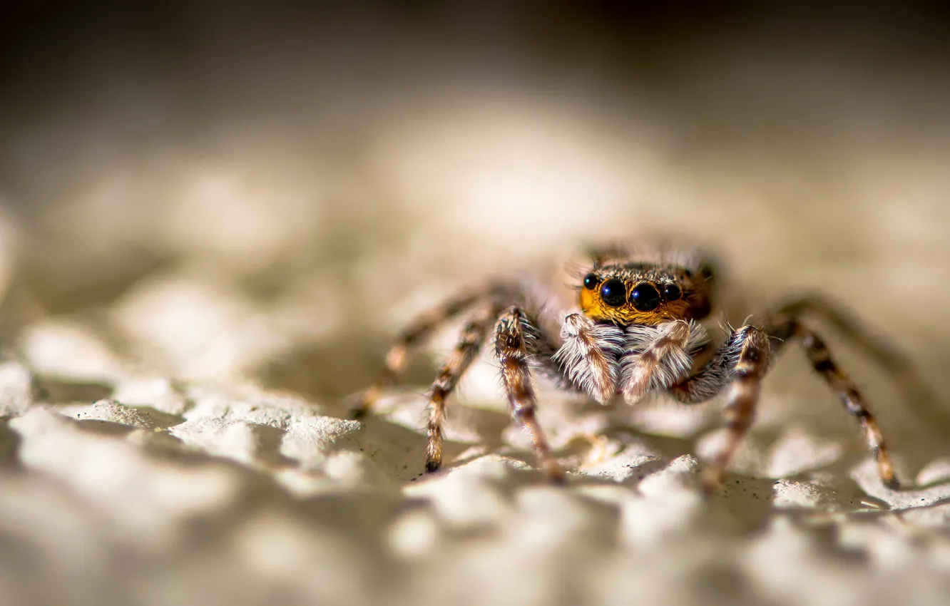 Photo wallpaper sand, look, light, background, spider, bokeh, jumper, jumper