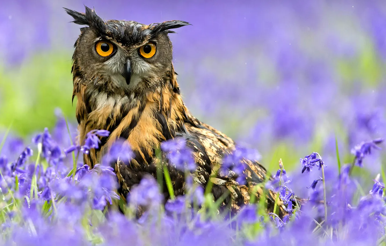 Photo wallpaper flowers, rain, owl, bird, spring, Owl
