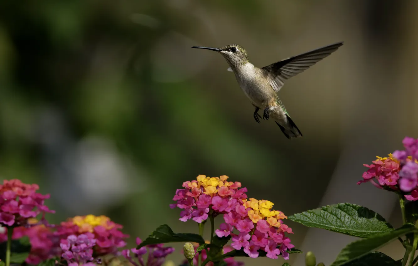 Photo wallpaper greens, flowers, bird, Hummingbird, Sunny