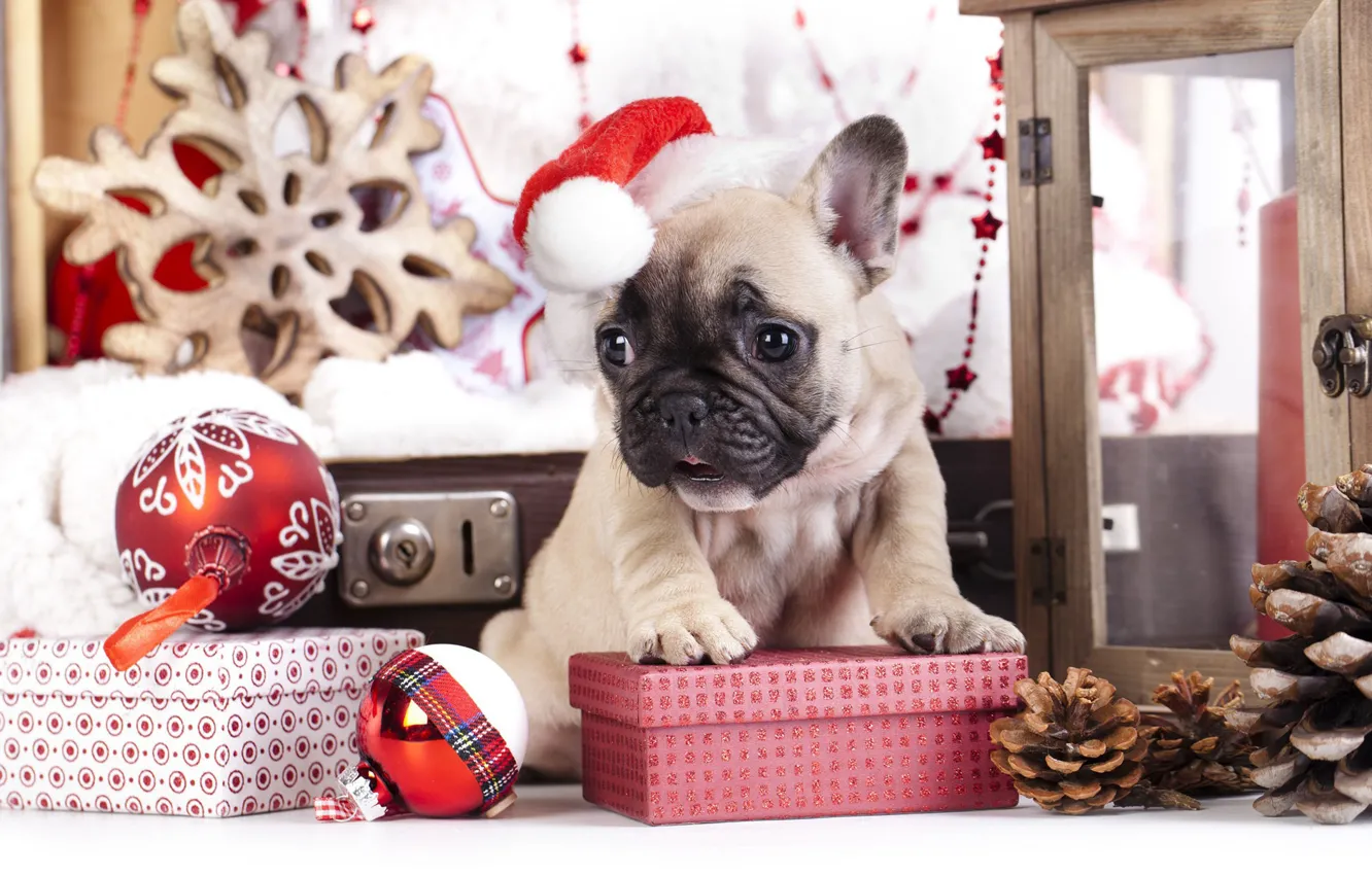 Photo wallpaper new year, dog, Christmas