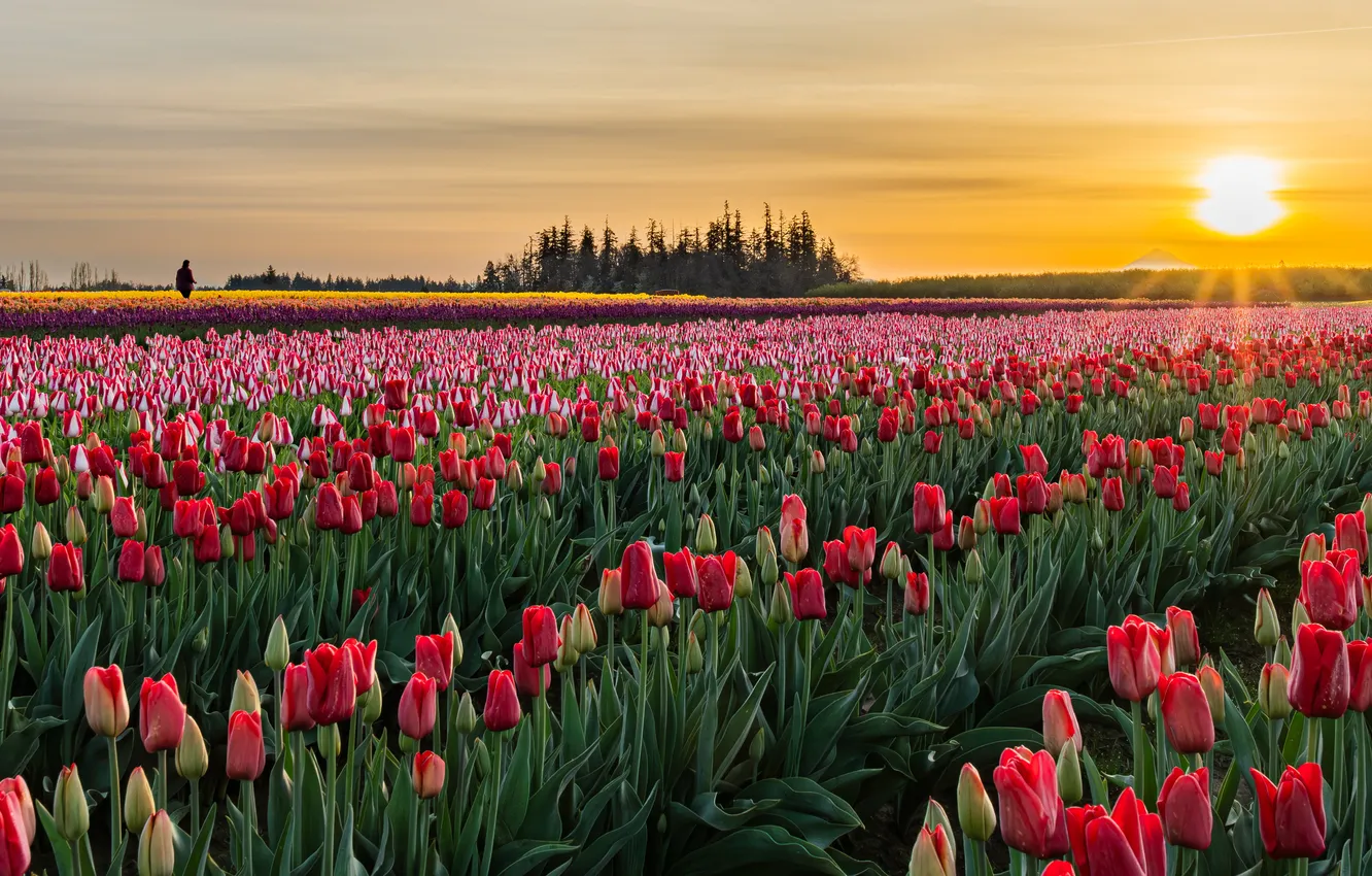 Photo wallpaper field, the sky, the sun, clouds, rays, light, trees, sunset