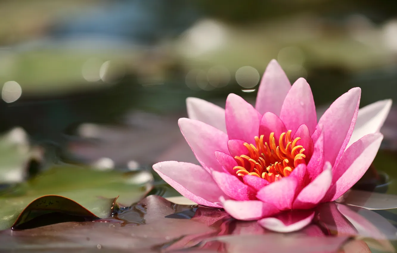 Photo wallpaper flowers, pond, Nymphaeum, water Lily