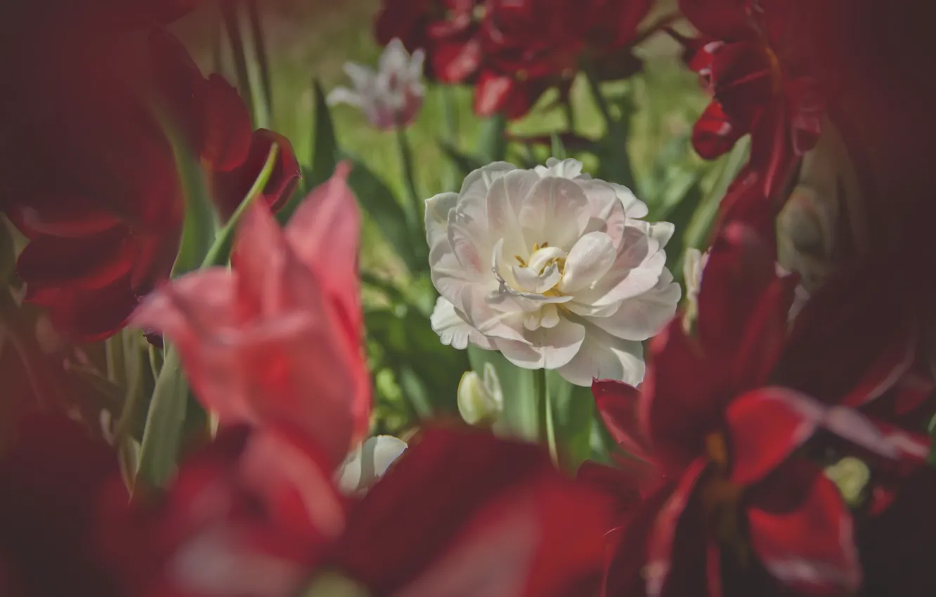 Photo wallpaper greens, white, flowers, red, spring, tulips