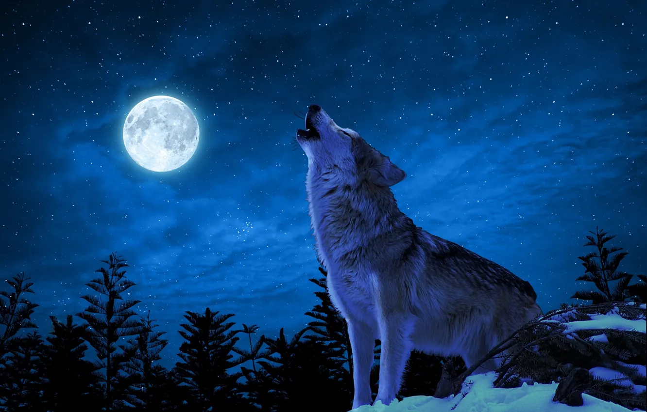Photo wallpaper wolf, full moon, howling