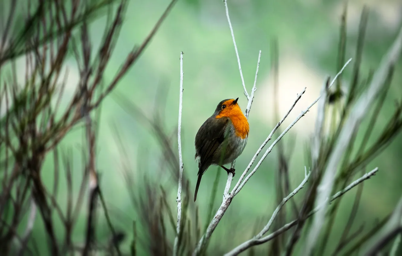 Photo wallpaper branches, bird, bird, shrub, Robin, bush, Robin, Erithacus rubecula