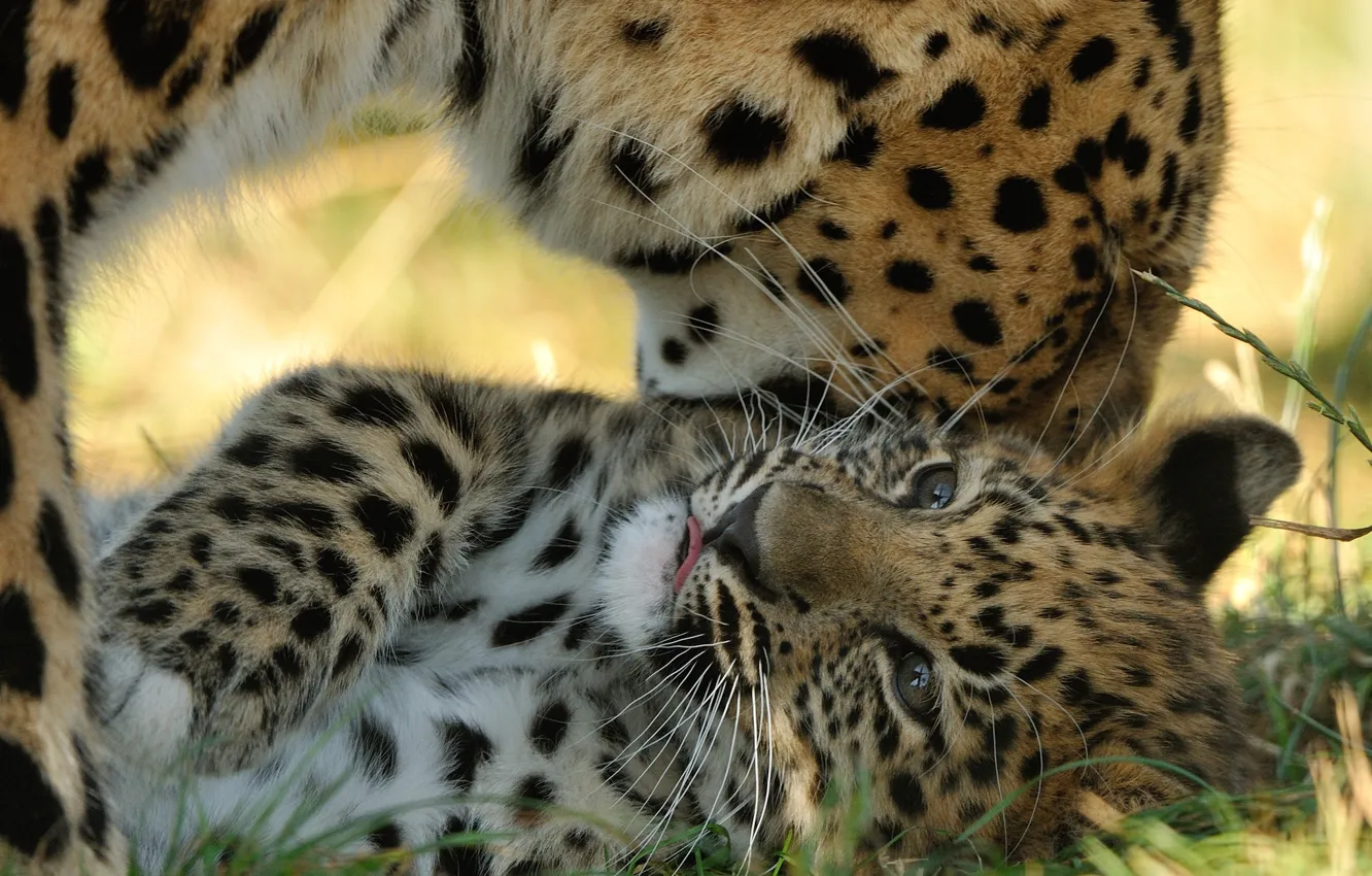 Photo wallpaper predator, cub, kitty, motherhood, the Amur leopard, © Anne-Marie Kalus