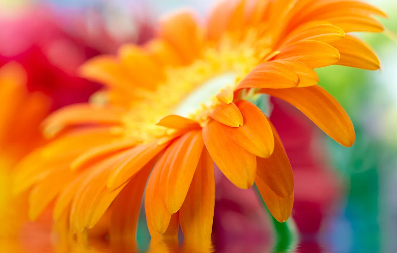 Photo wallpaper macro, yellow, beautiful, yellow, beautiful, close up, daisy-gerbera, Daisy-gerbera