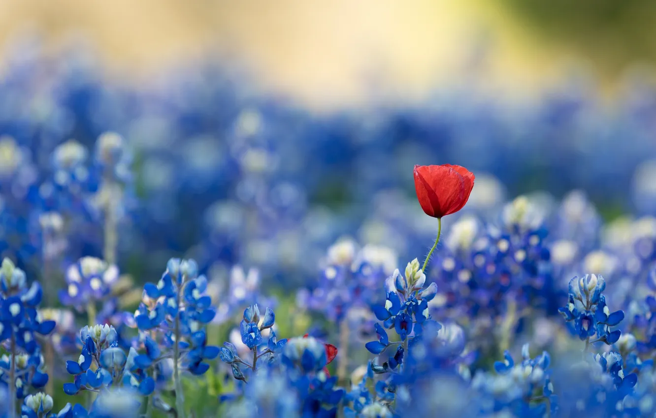 Photo wallpaper flowers, nature, background