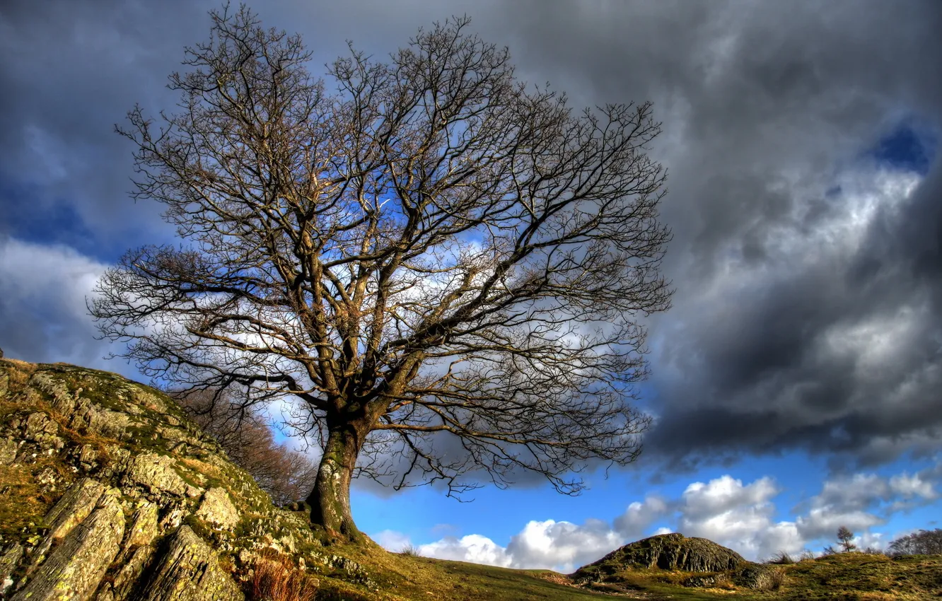 Photo wallpaper the sky, trees, nature
