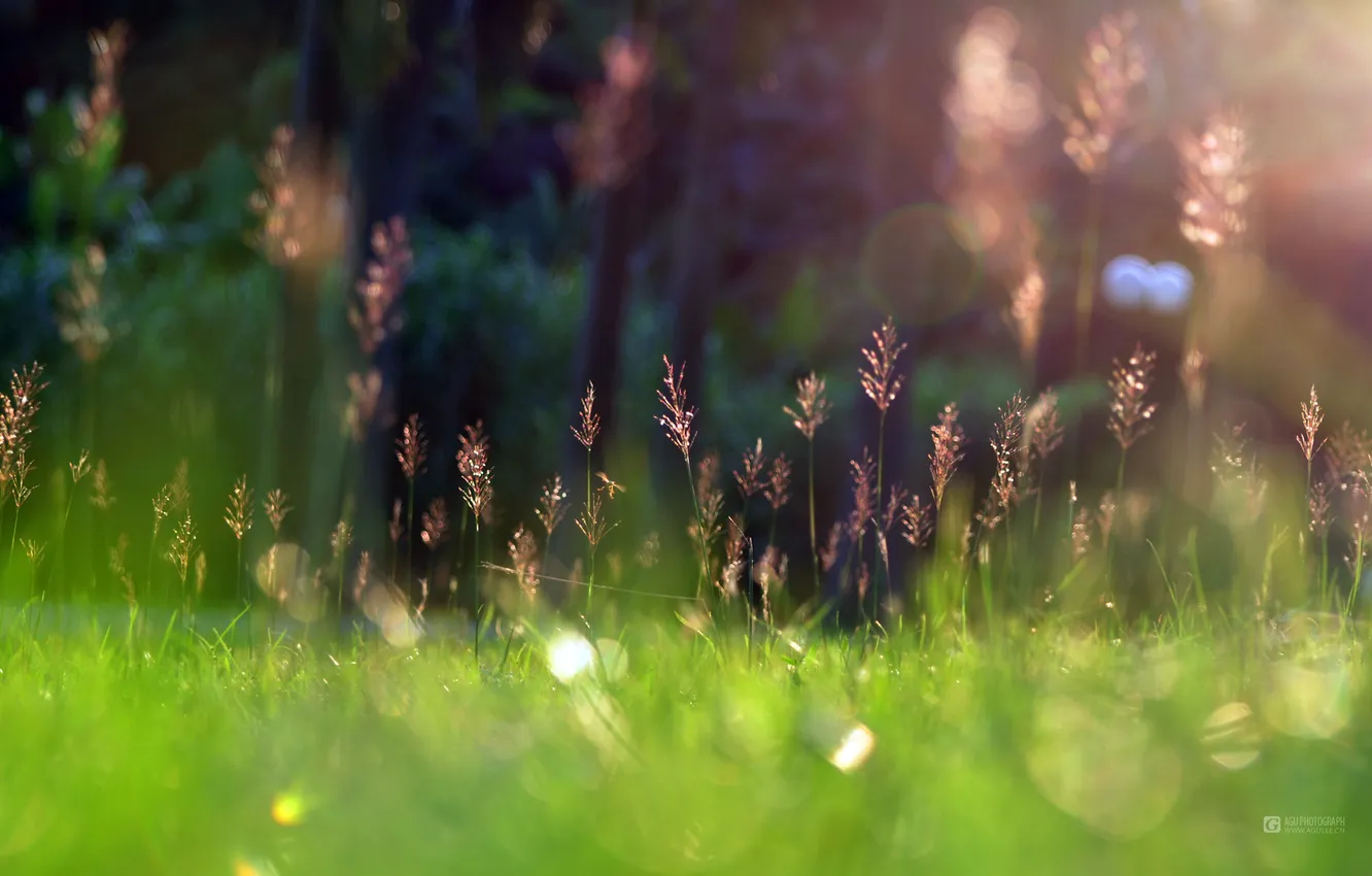 Photo wallpaper grass, sunshine, Green, Spring