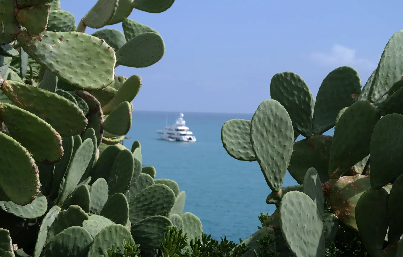 Photo wallpaper sea, France, yacht, cactus, Antibes