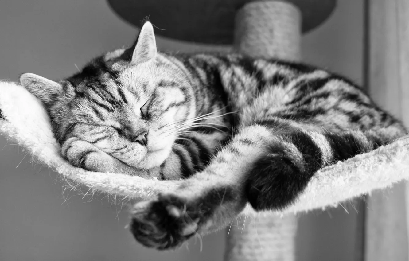 Photo wallpaper cat, photo, wool, b/W, sleeping, face