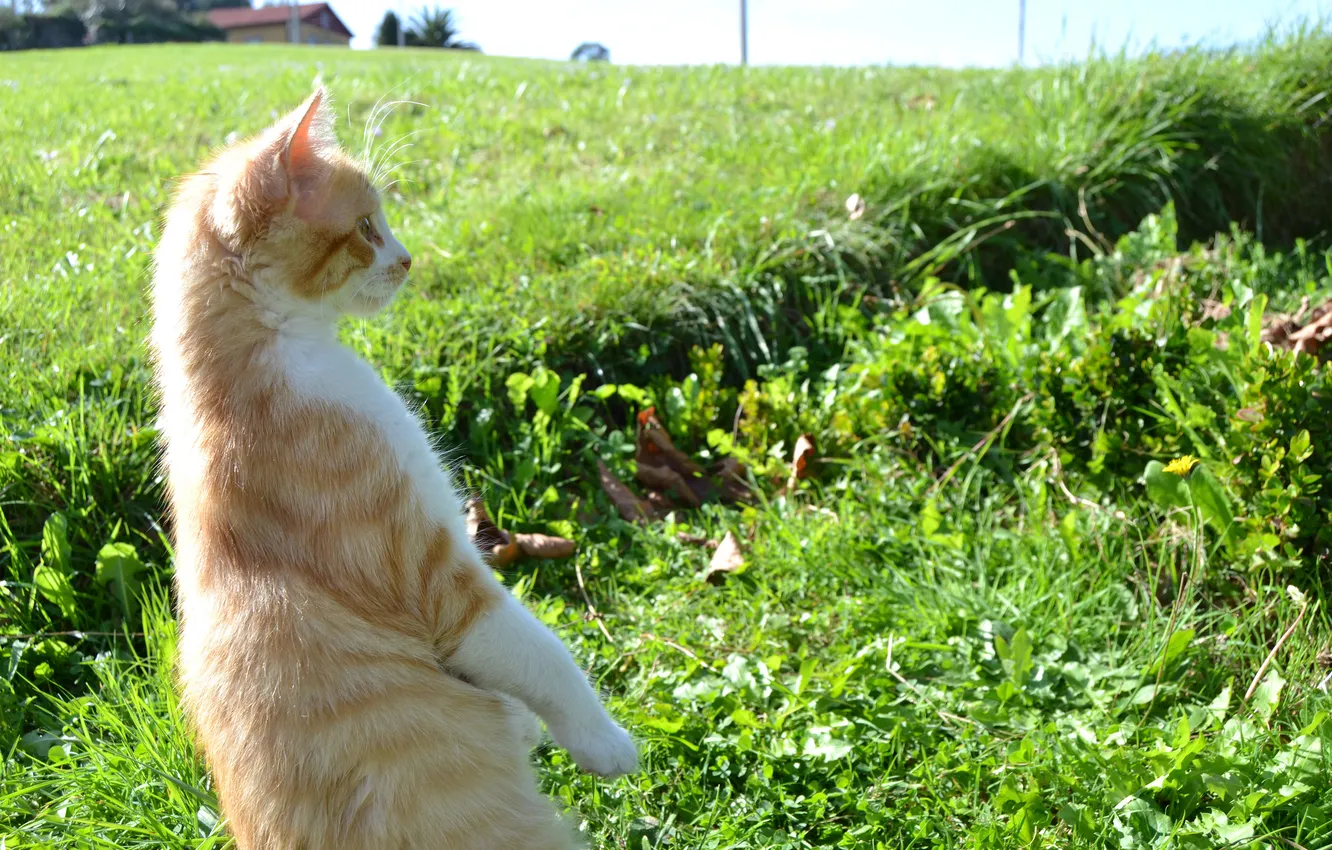 Photo wallpaper cat, look, nature, pose, Kote