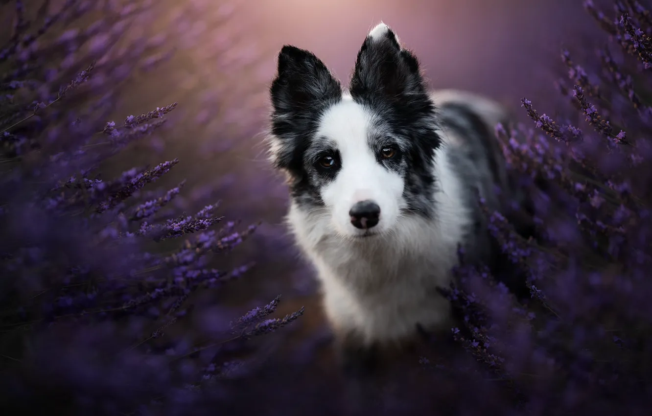 Photo wallpaper look, face, dog, lavender, The border collie