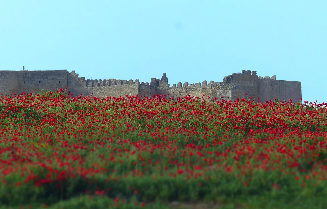 Photo wallpaper flowers, castle, poppies