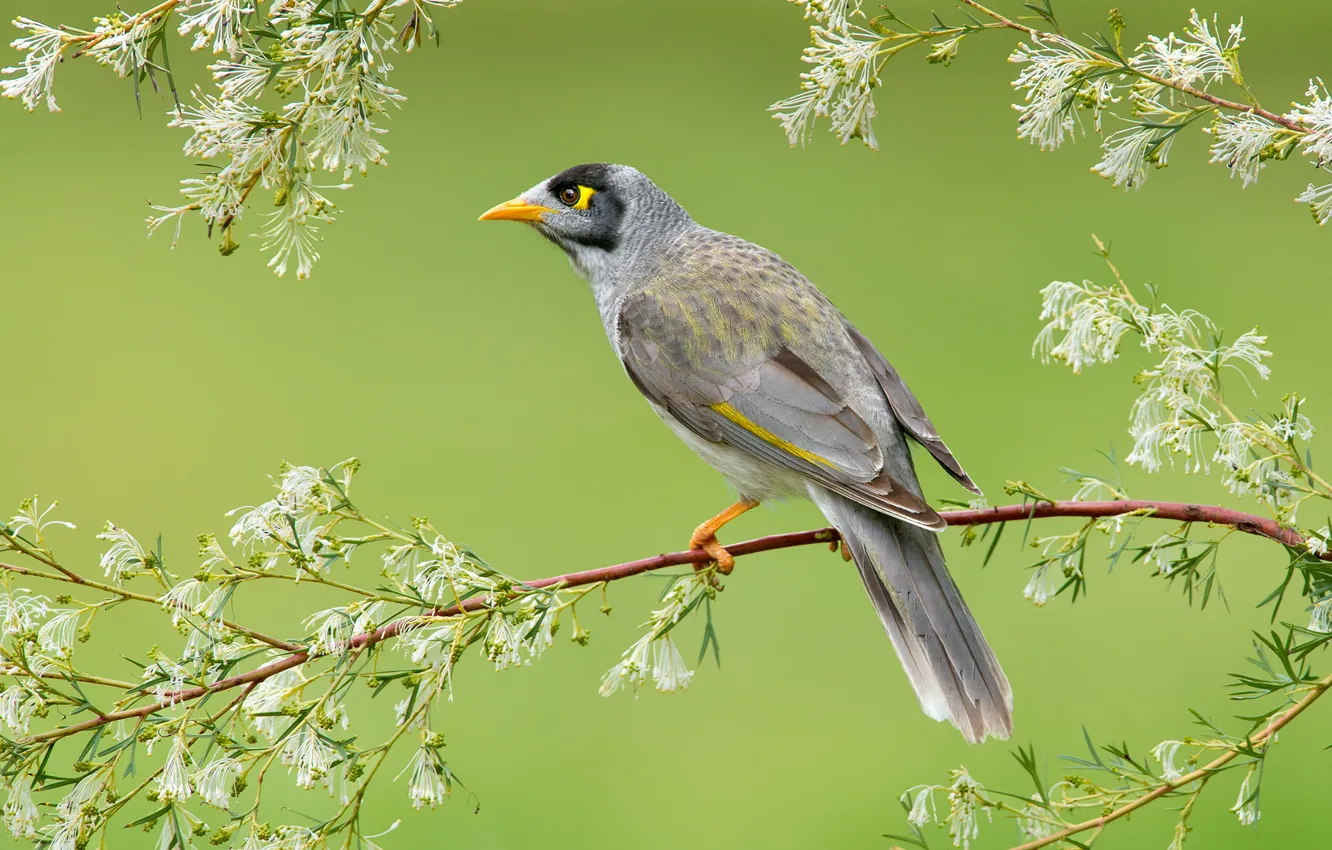 Photo wallpaper branches, nature, bird, beak, Australia, the black-capped manorina