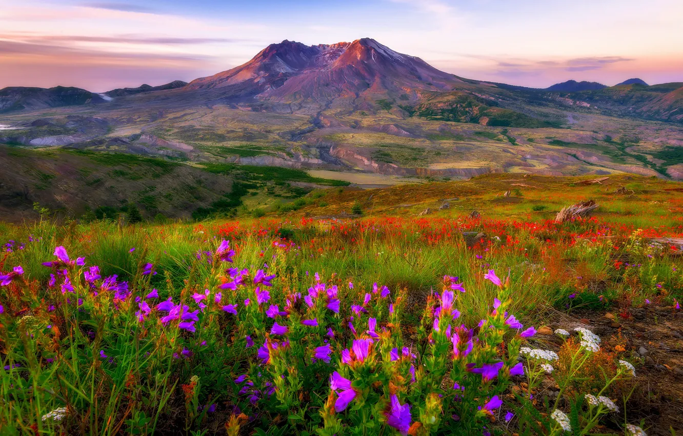 Photo wallpaper field, flowers, mountains, slope, meadow, bells, bright colors, field