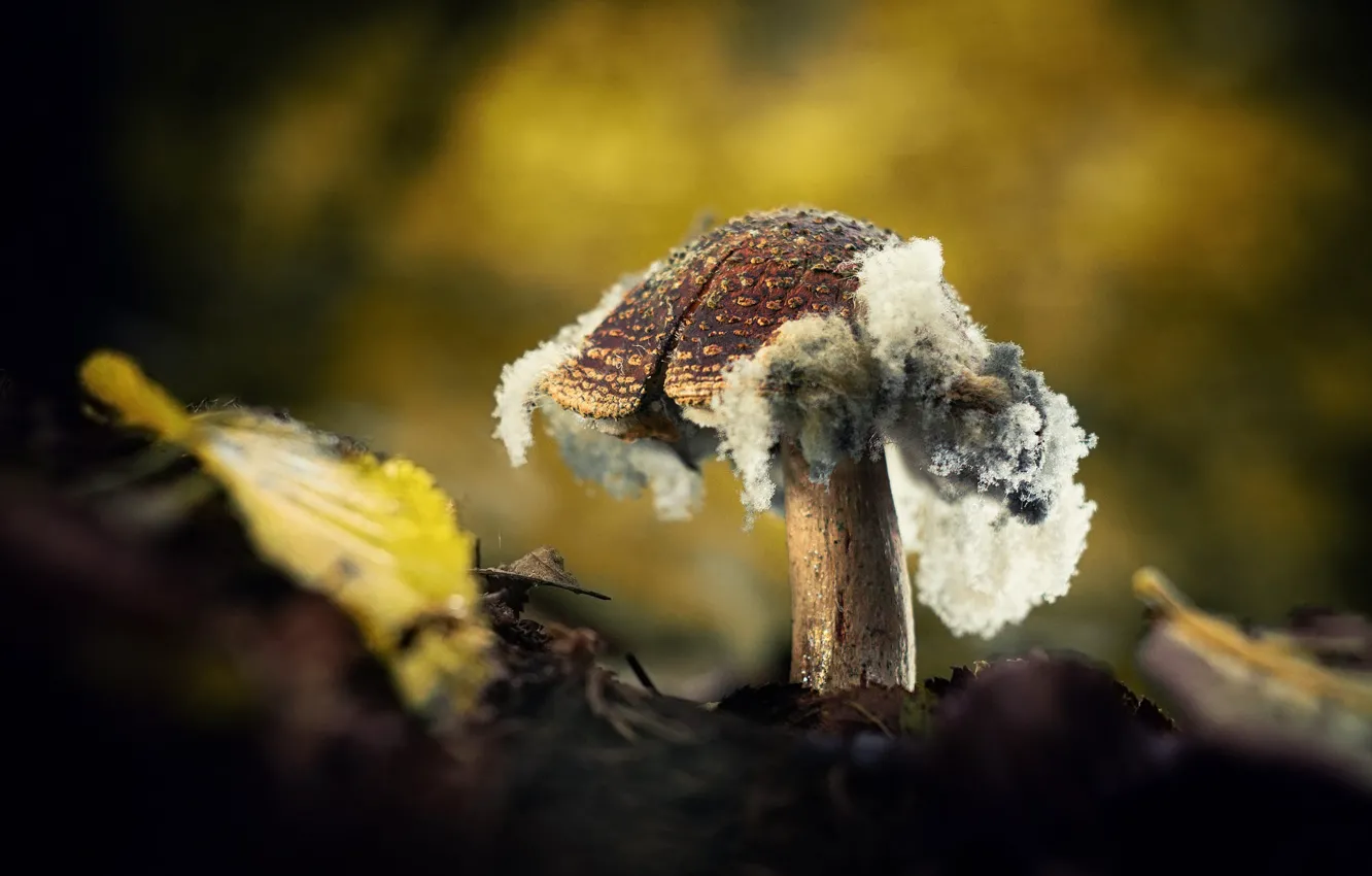 Photo wallpaper autumn, nature, mushroom, leaf, mushroom, bokeh, mold