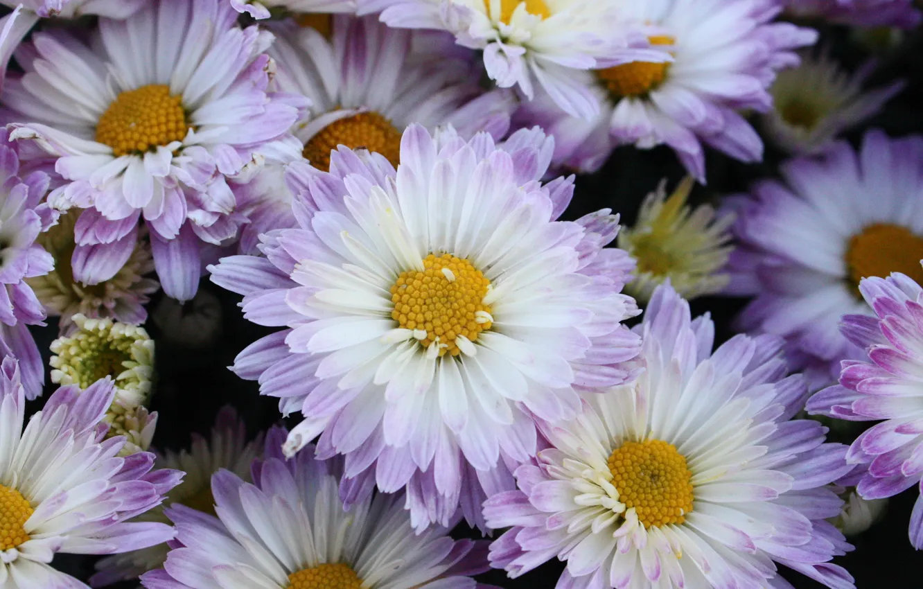 Photo wallpaper macro, flowers, chrysanthemum, violet