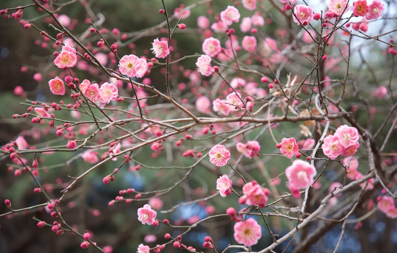 Photo wallpaper branches, nature, Park, spring, Japan, Sakura, flowering, Shinjuku gyoen