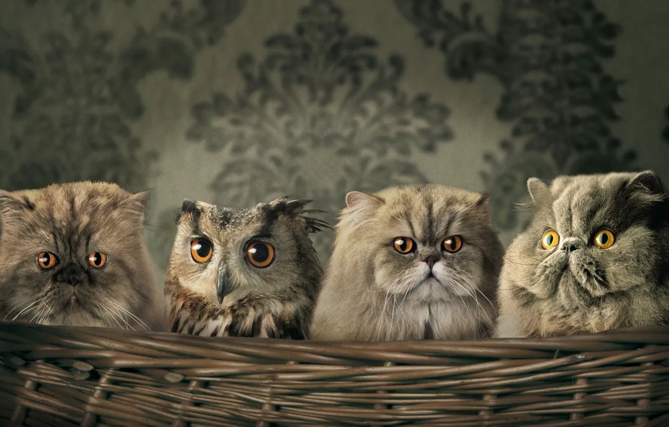 Photo wallpaper owl, Wallpaper, basket, Koshak