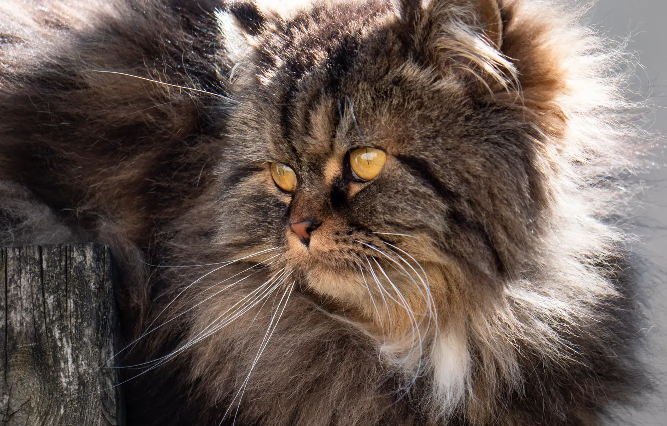 Photo wallpaper cat, eyes, wool