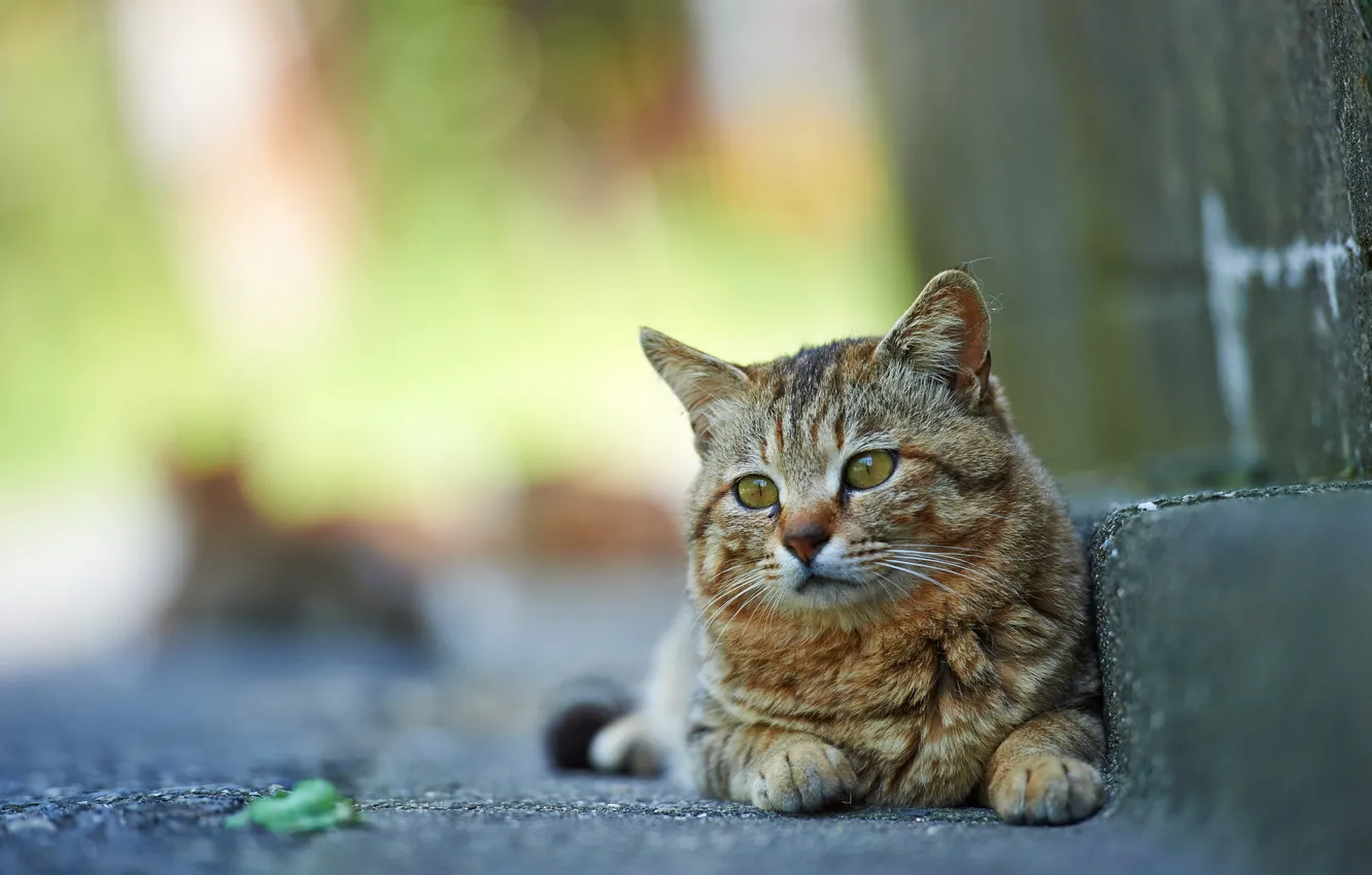Photo wallpaper cat, background, street