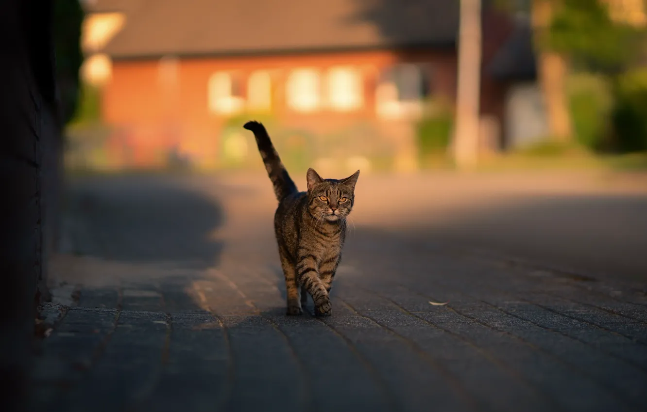 Photo wallpaper road, cat, cat, house, grey, street, tile, tail