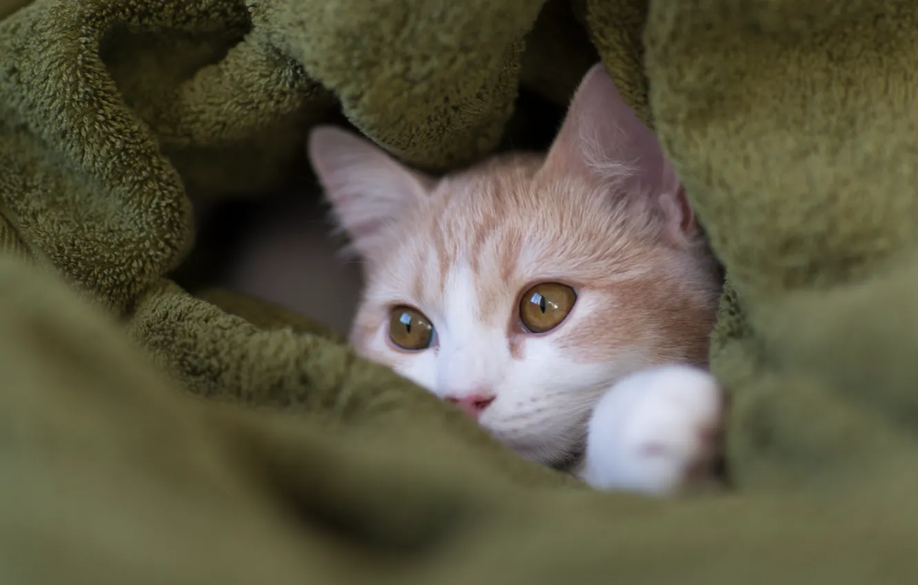 Photo wallpaper muzzle, plaid, kitty, Hannah, © Benjamin Torode