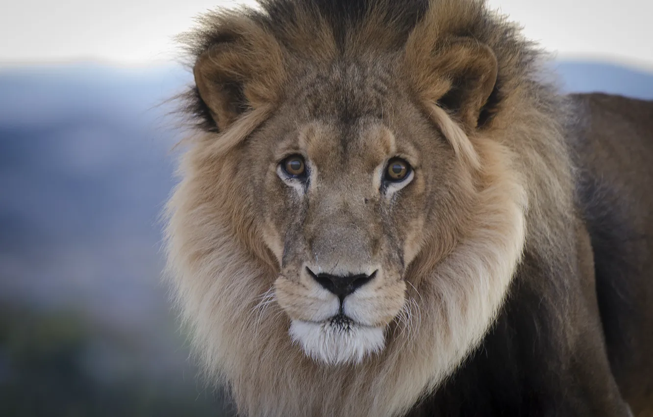 Photo wallpaper cat, look, predator, Leo, mane