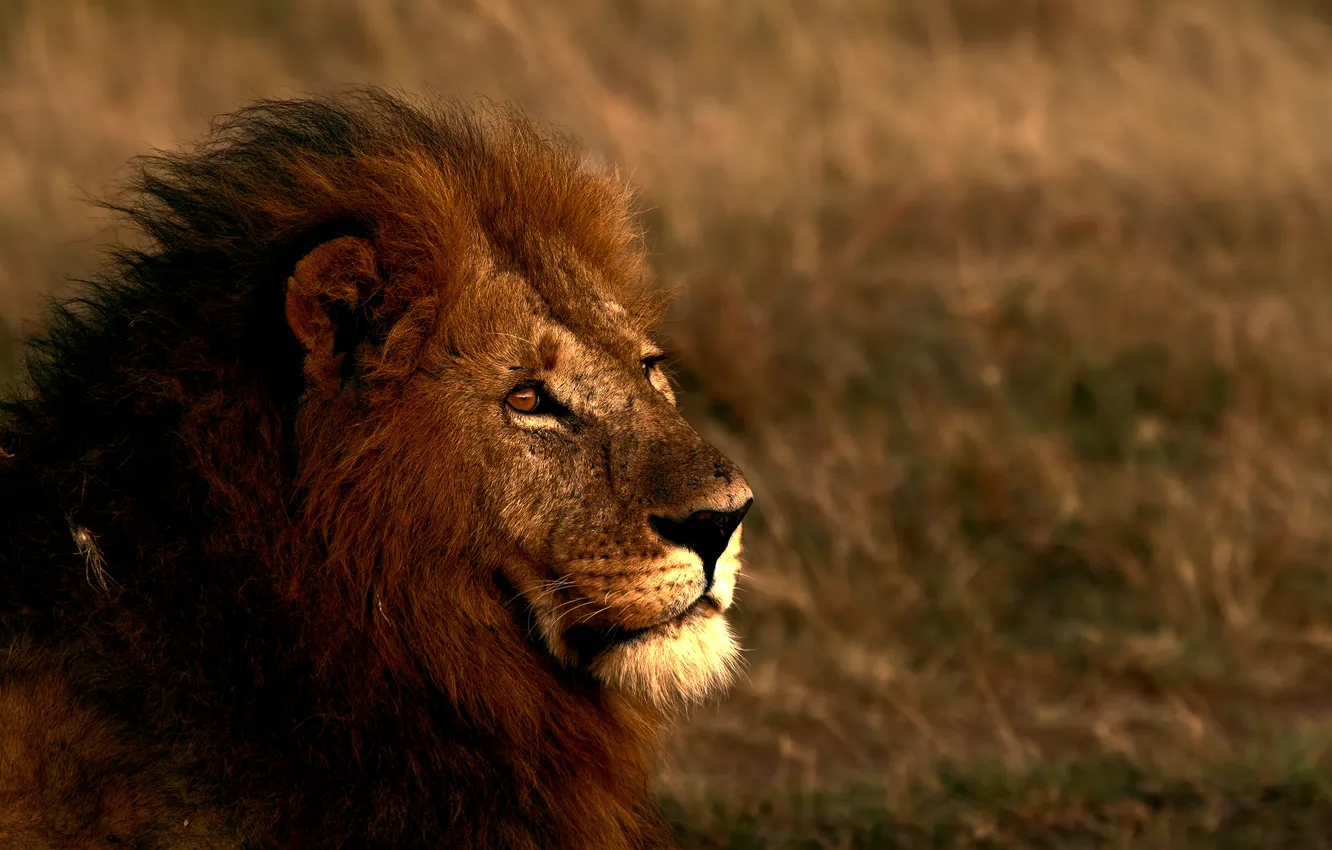 Photo wallpaper lion, look, pride
