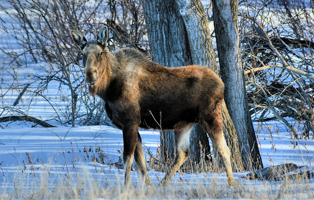 Photo wallpaper nature, background, moose
