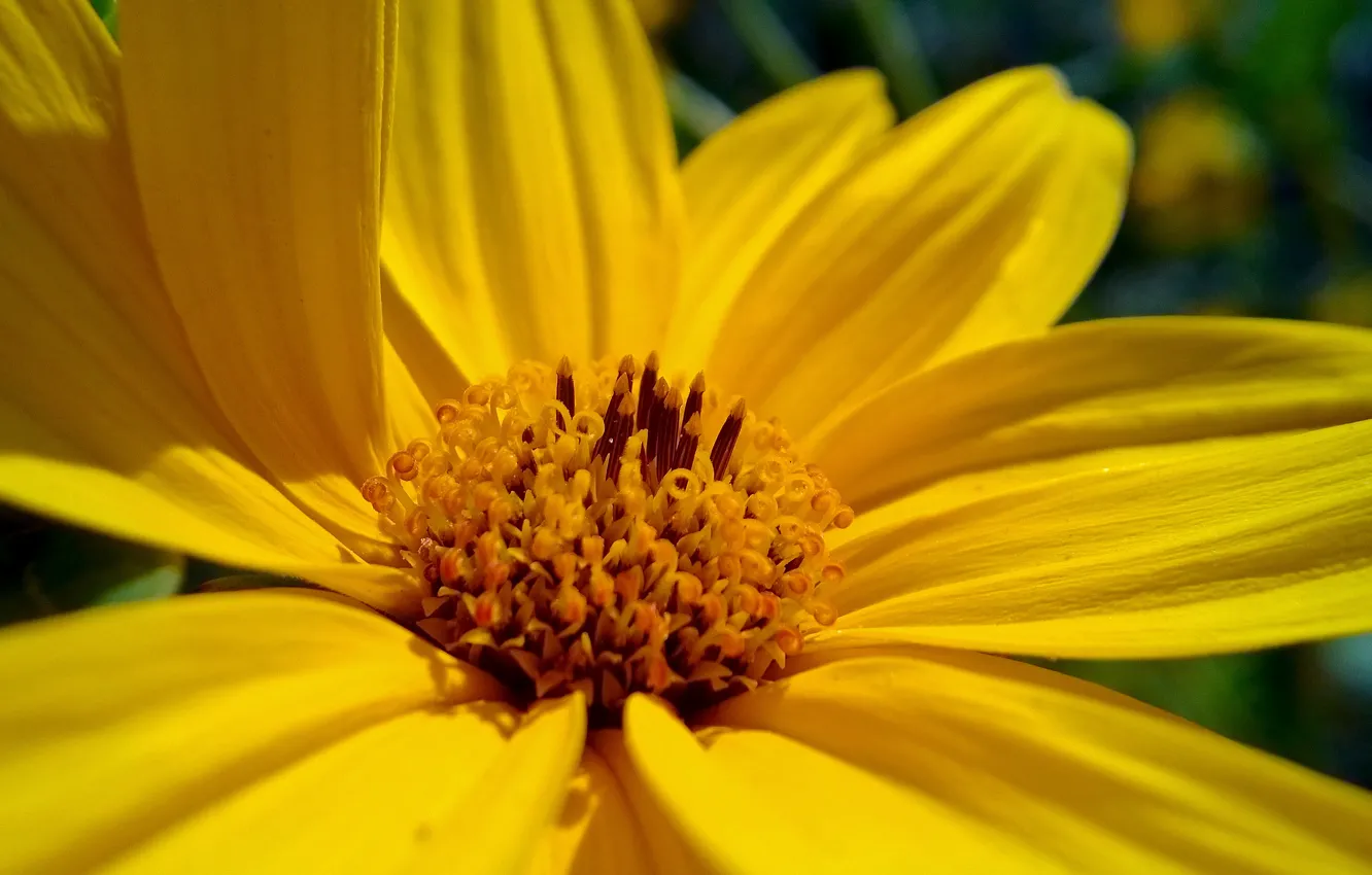Photo wallpaper flower, macro, beauty, lumia, 820