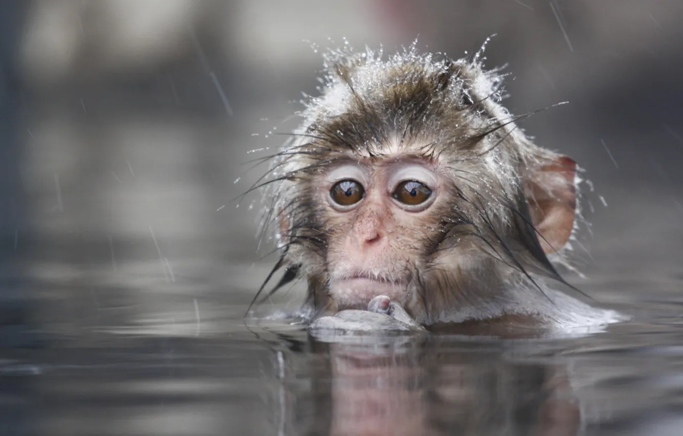 Photo wallpaper Water, Little, Monkey